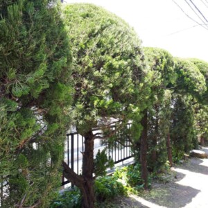 早良区田隈 Ｔ様邸の庭木の剪定、庭木の消毒を行いました。