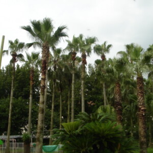 福岡市東区香住ケ丘 遊園地の庭木の剪定を行いました。