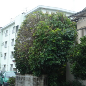 福岡市中央区六本松 T様邸の庭木の剪定を行いました。